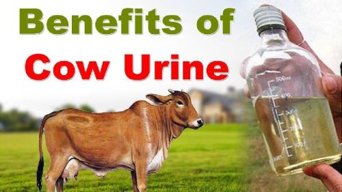 Cow Urine, Purity : 100%