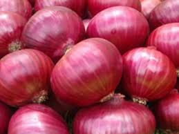 Fresh red onion 50-60 mm