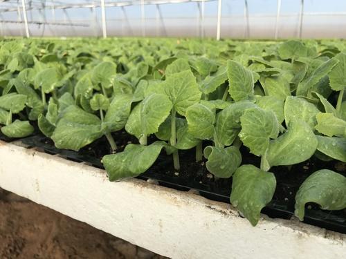 Organic Bottle Gourd Plant