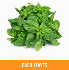 Basil Leaves