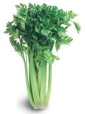 Celery