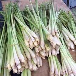 Lemon Grass