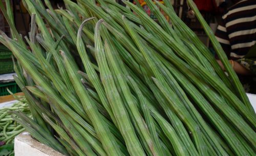 MORINGA FRESH GREEN DRUMSTICK