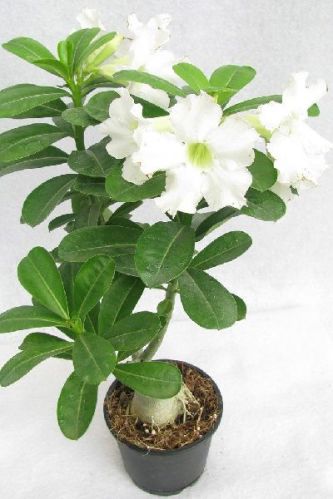 Adenium White, Size : 1 Feet