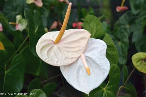 Anthurium White, Size : 1-2 Feet