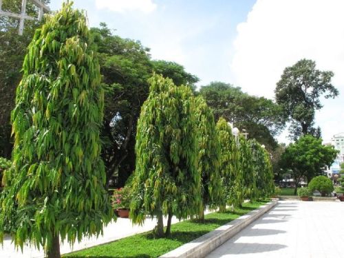 Ashoka Tree