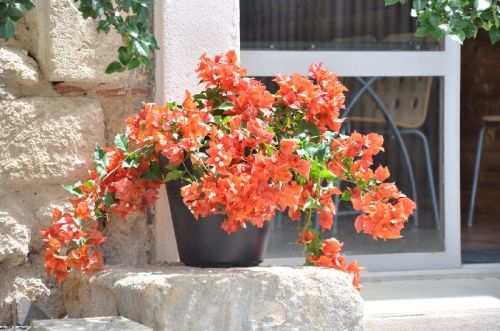 Bougainvillea ORANGE