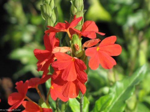 Crossandra Red, Size : 1-2 Feet