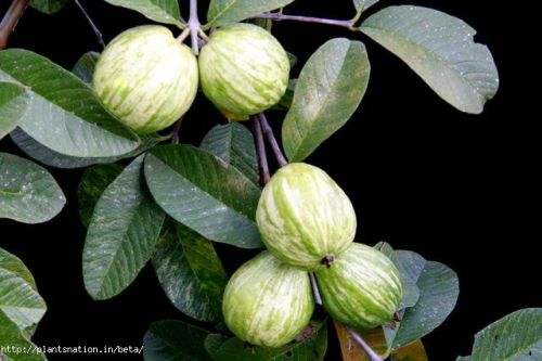 VERIGATED GUAVA