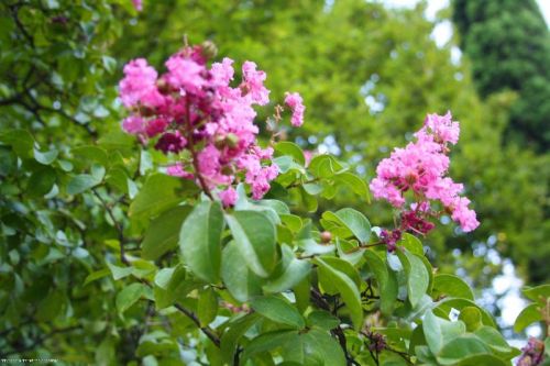 Lagerstroemia Pink