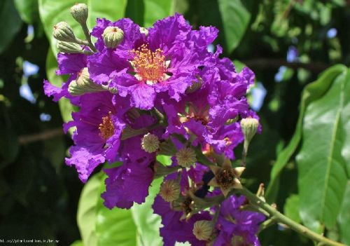 Lagerstroemia Purple