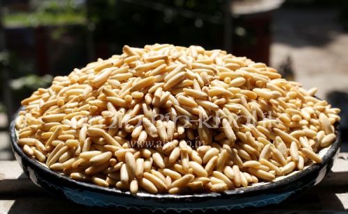 Pine nuts, Cultivation Type : Natural,Organic