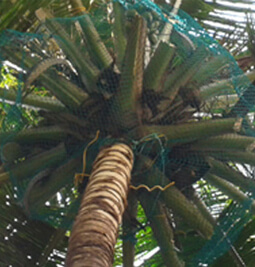 Coconut Safety Nets