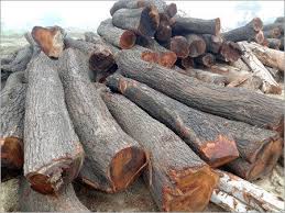 Round Babool Wood Logs, For Making Furniture, Feature : Accurate Dimension, High Strength