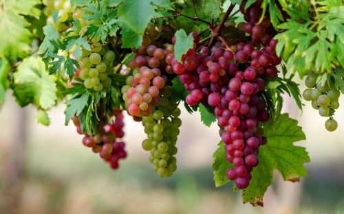 Fresh Grapes, Color : Green, Red