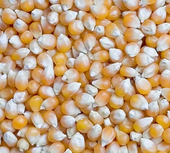 Maize, Cultivation Type : Natural