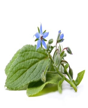 Borage Seed Oil, Color : Pale Yellow