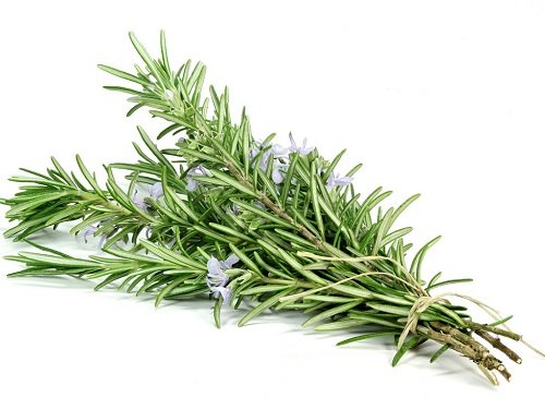 Rosemary Oil