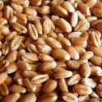 Wheat Feature : High In Protein, Good For Health