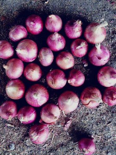 Common Red Onions, For Cooking, Packaging Size : 25