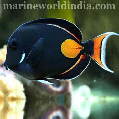 Achilles Tang Fish
