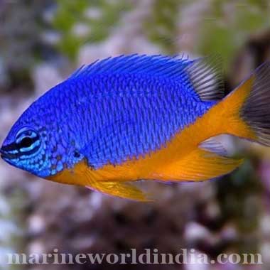 Azure Damsel Sea Fish