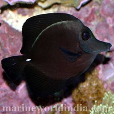 Black Tang Fish