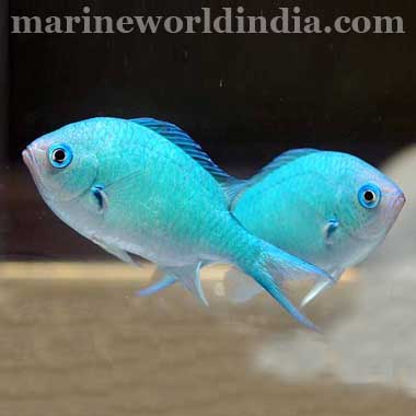 Blue Green Reef Chromis Sea Fish