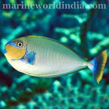 Blue Spot Vlamingi Tang Fish