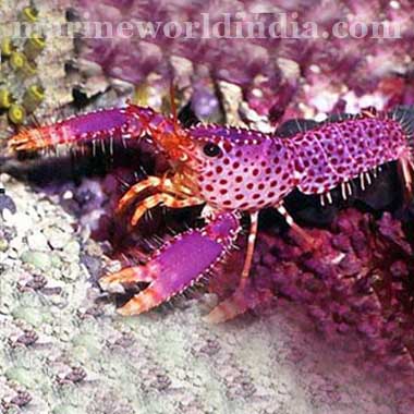 Debelius Reef Lobster