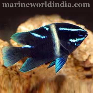 Neon Velvet Damsel Sea Fish