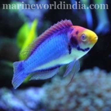 Red Head Solon Fairy Wrasse