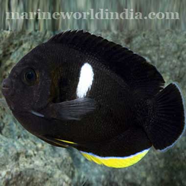 Tibican Angel Fish