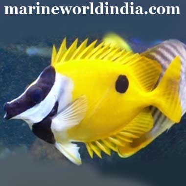 Yellow Rabbit Fish