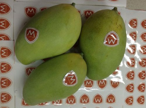 Common Fresh Mango Fruit, Packaging Size : 10-20kg