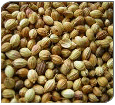 Coriander Form : Seed