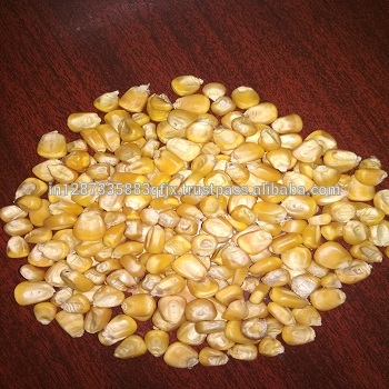 Yellow Corn, For Cattle, Chicken, Horse, Pig