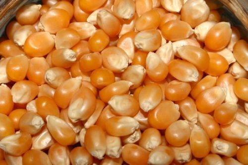 Common Dried Maize Seeds