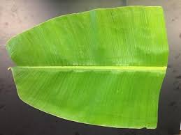 Organic Banana Leaf, For Dona Making