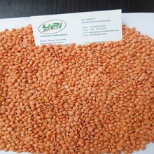 Masoor Dal