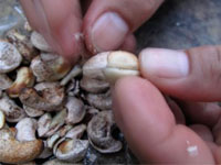 Cashew Nut Peeling Machine