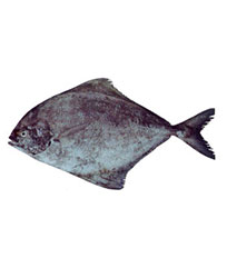 Black pomfret fish
