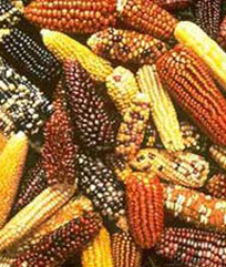 Maize