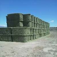 Alfalfa Hay, Color : Green, Grade Standard : High