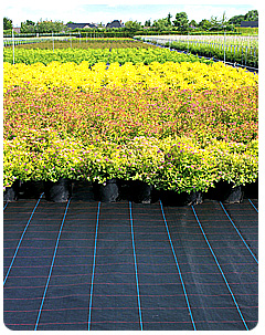 Agriculture Ground Cover