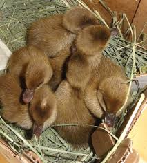 Khaki Chamble Ducklings, For Farming, Gender : Mixed