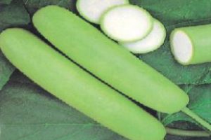 Bottle Gourd