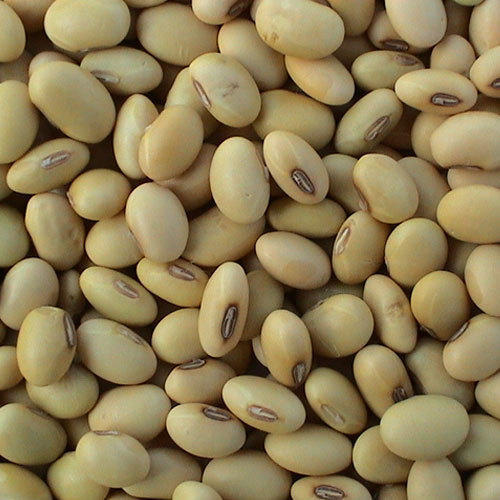 Organic Soybean Seeds, For Human Consumption, Feature : High Nutritional Value
