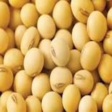 Organic Soybean Seeds, For Human Consumption, Style : Natural