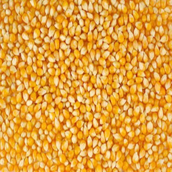 YELLOW OR WHITE MAIZE, Style : Dried